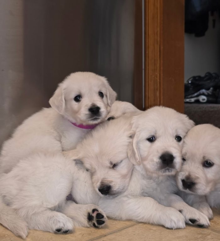puppy group